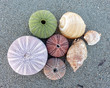 sea urchins and shells on wet sand sea urchins and shells on wet sand