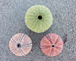 sea urchins on wet sand sea urchins on wet sand