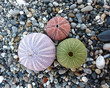 Sea urchins on wet pebble Sea urchins on wet pebble