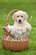 Small beautiful puppy