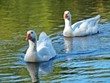 LES CANARDS BLANCS