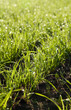 ground sprout