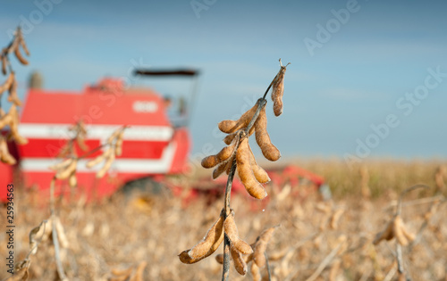 Photo: Soybean Harvest Soybean Harvest
