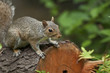 eastern gray squirrel eastern gray squirrel