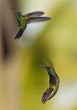 Green-breasted Mango (Anthracothorax prevostii) hummingbird Green-breasted Mango (Anthracothorax prevostii) hummingbird