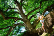 Happy cute toddler girl sitting on branch huge tree Happy cute toddler girl sitting on branch huge tree