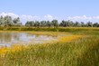 Salt marsh covered with water plants (III)