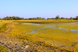 Salt marsh covered with water plants (I)