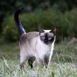 Thai Cat