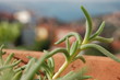 Foto: flower pot flower pot