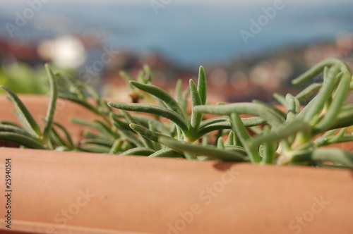 Foto: flower pot flower pot