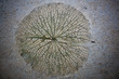 Water lily leaf stamp on  concrete