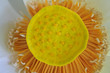 Pollen of lotus