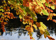 Autumn at the Lake