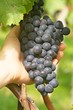 Foto: Wein Wein