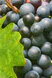 Foto: Wein Wein