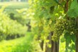 Weißwein