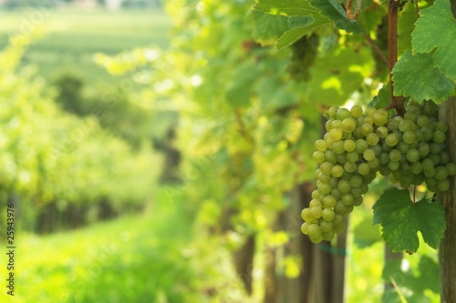 Photo: Weißwein Weißwein