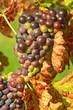Foto: Rotwein Rotwein