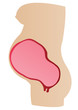 Vector illustration stages a womb of mother Vector illustration stages a womb of mother