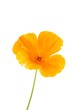 Eschscholzia californica (Kalifornischer Mohn)