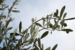 OLIVES ET OLIVIER