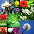 Blütencollage
