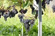 Weinlese