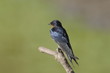 Barn Swallow (Hirundo rustica)