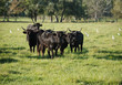 tori camargue francia