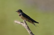 Barn Swallow (Hirundo rustica)