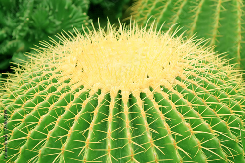 Photo: echinocactus grusonii echinocactus grusonii