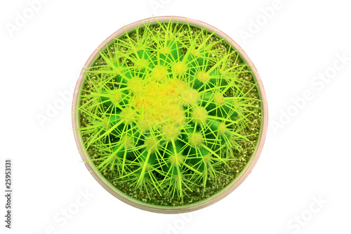 Photo: echinocactus grusonii echinocactus grusonii