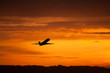 airplane takeoff in sunset airplane takeoff in sunset