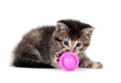 Tabby kitten playing with toy