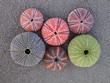 multicolored sea urchins on wet sand