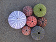 multicolored sea urchins on wet sand