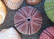 violet sea urchin, center focus violet sea urchin, center focus
