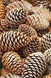 Pine Fruits