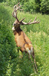 Hirsch