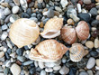 Sea shells and clams background Sea shells and clams background