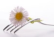 flower food