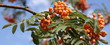 ashberry