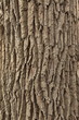 oak