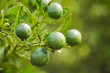 oranges on a tree