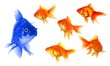 goldfish