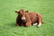 limousin-rind