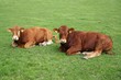 limousin-rind