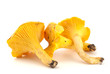 Selection of chanterelles