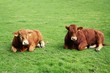 limousin-rind